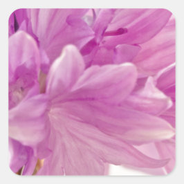 Batchelor-Button Vierkante Sticker