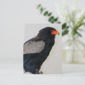 Bateleur Eagle Briefkaart (Staand voorkant)