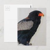 Bateleur Eagle Briefkaart (Voorkant / Achterkant)