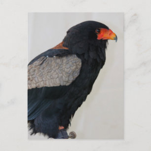 Bateleur Eagle Briefkaart