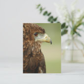 Bateleur Eagle Terathopius Ecaudatus Briefkaart (Staand voorkant)