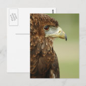 Bateleur Eagle Terathopius Ecaudatus Briefkaart (Voorkant / Achterkant)