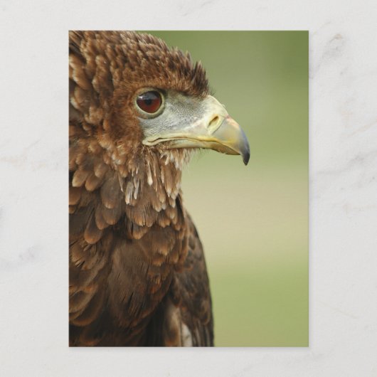 Bateleur Eagle Terathopius Ecaudatus Briefkaart (Voorkant)
