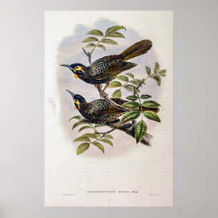 Bates's Honey-eater beroemd gemaakt door John Gou Poster