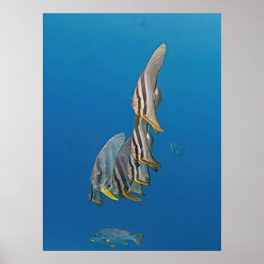 Batfish Parade Poster (Voorkant)