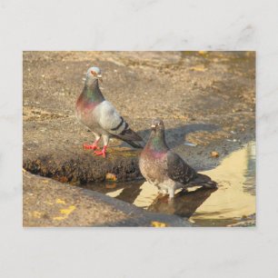 Bath Time for Pigeons Briefkaart