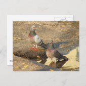 Bath Time for Pigeons Briefkaart (Voorkant / Achterkant)