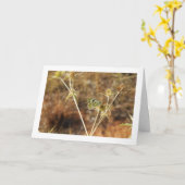 Bath witje vlinder, Pontia Daplidice Kaart (Gele Bloem)