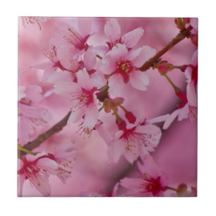 Bathed in de Roze Japanse Cherry Blossom II Tile Tegeltje