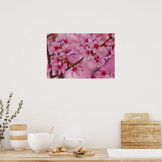 Bathed in Pink Japans Cherry Blossom Poster (Keuken)