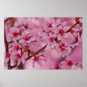 Bathed in Pink Japans Cherry Blossom Poster (Voorkant)
