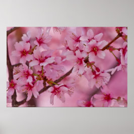 Bathed in Pink Japans Cherry Blossom Poster
