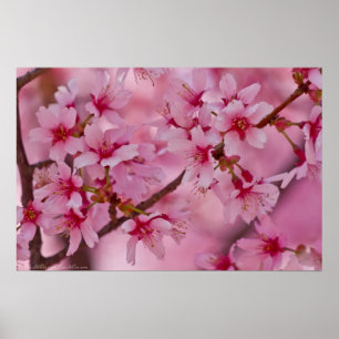 Bathed in Pink Japans Cherry Blossom Poster