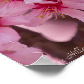 Bathed in Pink Japans Cherry Blossom Poster (Hoek)