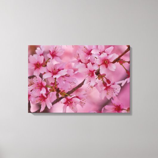 Bathed in Pink Japans Cherry Blossom Poster Canvas Afdruk (Voorkant)