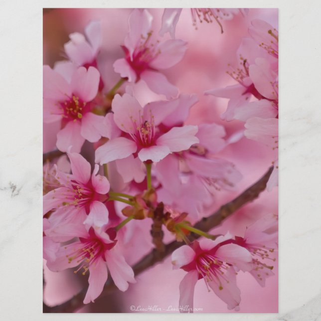 Bathed in Roze Japanse Cherry Blossom (Voorkant)