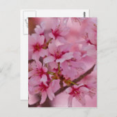 Bathed in Roze Japanse Cherry Blossom Briefkaart (Voorkant / Achterkant)