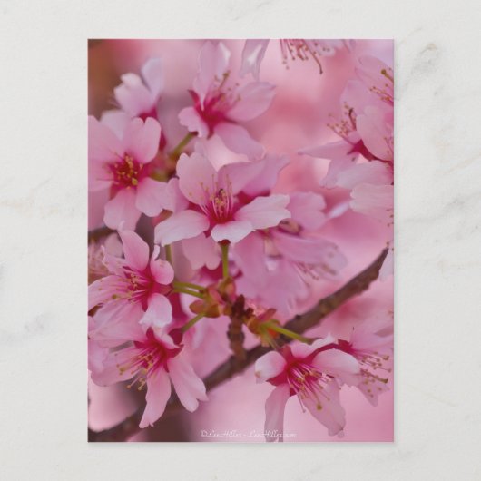 Bathed in Roze Japanse Cherry Blossom Briefkaart (Voorkant)