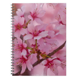Bathed in Roze Japanse Cherry Blossom Notitieboek