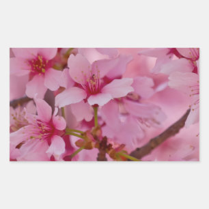 Bathed in Roze Japanse Cherry Blossom Rechthoekige Sticker