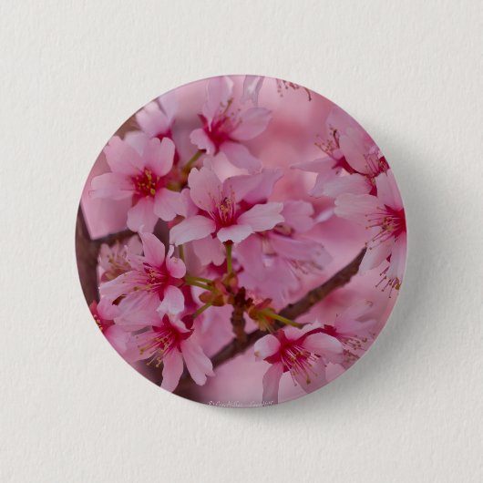 Bathed in Roze Japanse Cherry Blossom Ronde Button 5,7 Cm (Voorkant)