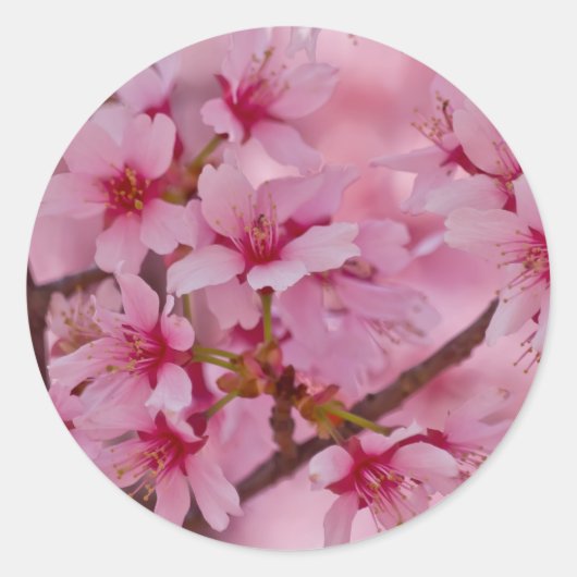 Bathed in Roze Japanse Cherry Blossom Ronde Sticker (Voorkant)