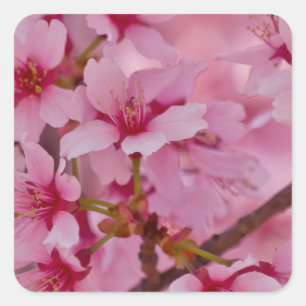 Bathed in Roze Japanse Cherry Blossom Vierkante Sticker