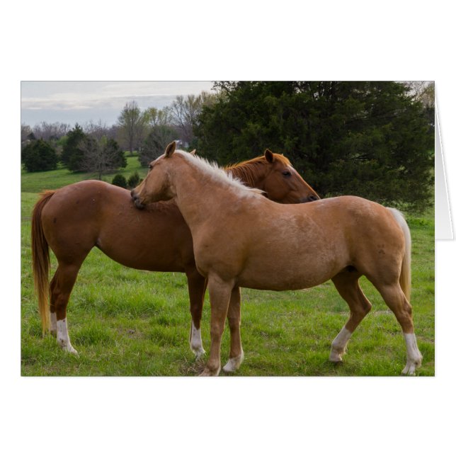 Bathing Beauties (Voorkant Horizontaal)