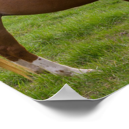 Bathing Beauties Poster (Hoek)