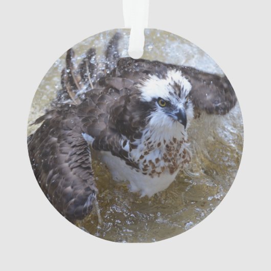 Bathing Osprey Ornament (achterkant)