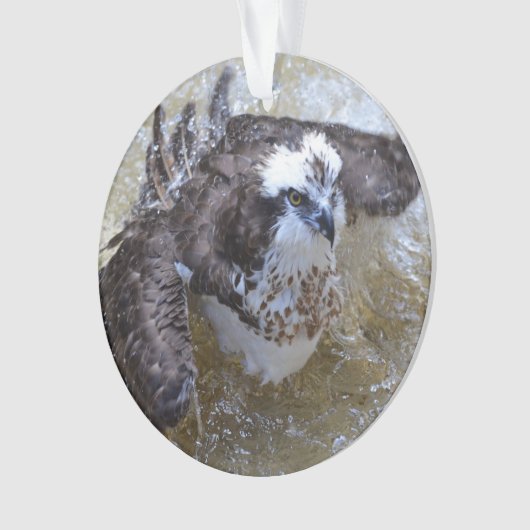 Bathing Osprey Ornament (voorkant)