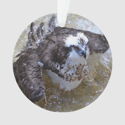 Bathing Osprey Ornament (voorkant)