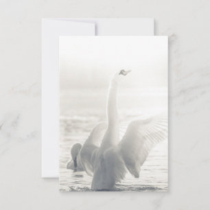 Bathing Swan Photo Kaart