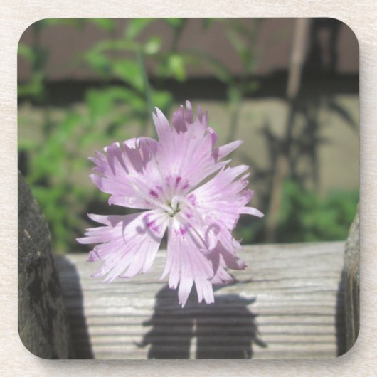 Baths Pink Dianthus on Fence Drankjes Onderzetter (Voorkant)