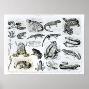 Batrachianen en andere amfibieën poster