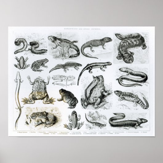 Batrachianen en andere amfibieën poster (Voorkant)