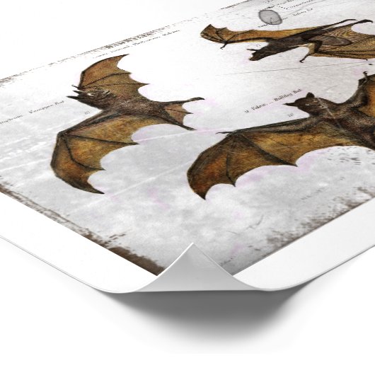 Bat's Educatieve Bord Poster (Hoek)