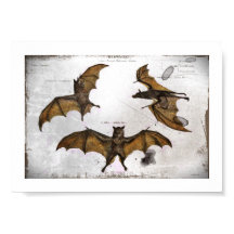 Bat's Educatieve Bord