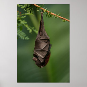 Bat's Tranquil Nap - Een kijkje op een groene boke Poster