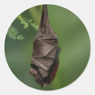 Bat's Tranquil Nap - Een kijkje op een groene boke Ronde Sticker
