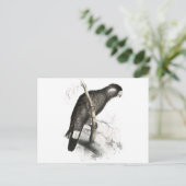 Baudin's Cocau van Edward Lear Briefkaart (Staand voorkant)