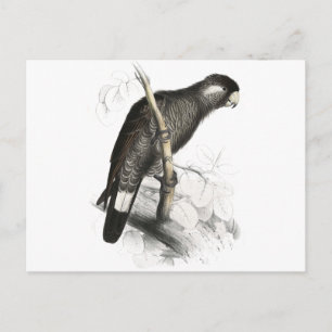 Baudin's Cocau van Edward Lear Briefkaart