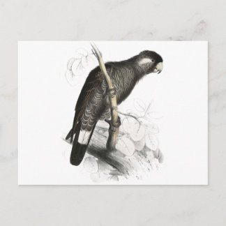 Baudin's Cocau van Edward Lear Briefkaart