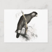 Baudin's Cocau van Edward Lear Briefkaart (Voorkant)