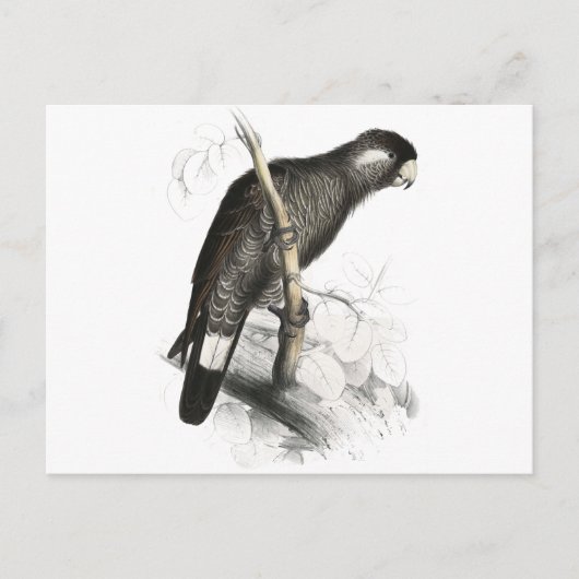 Baudin's Cocau van Edward Lear Briefkaart (Voorkant)