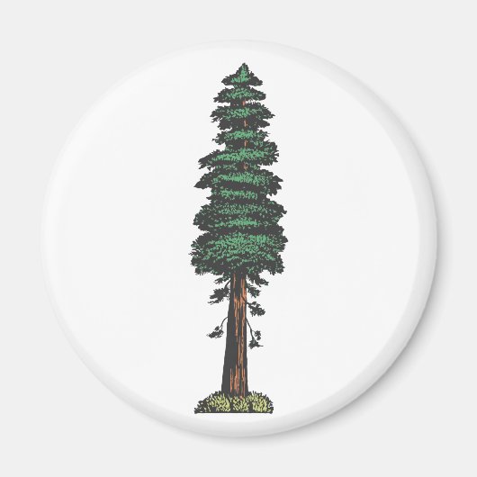 Baum tree sequoia magneet (Voorkant)