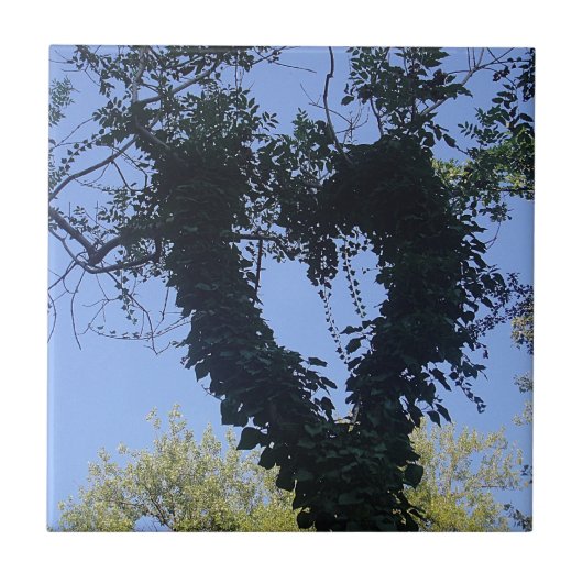 Baumherz Tegeltje (Voorkant)