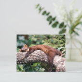 Baummarder schläft auf Ast Briefkaart (Staand voorkant)