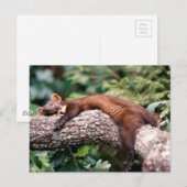Baummarder schläft auf Ast Briefkaart (Voorkant / Achterkant)