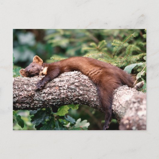Baummarder schläft auf Ast Briefkaart (Voorkant)
